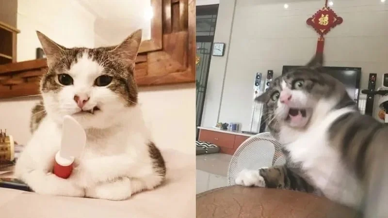 Meme mèo bựa