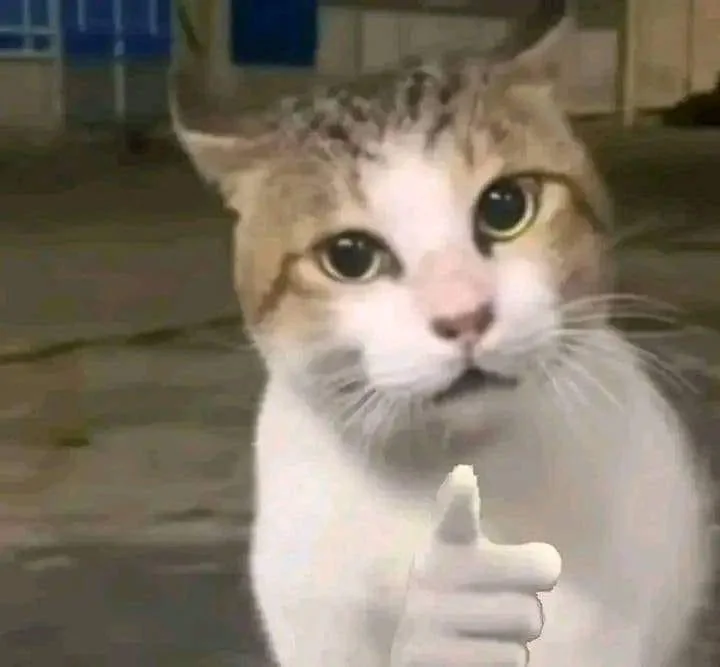 Meme mèo vàng chỉ tay