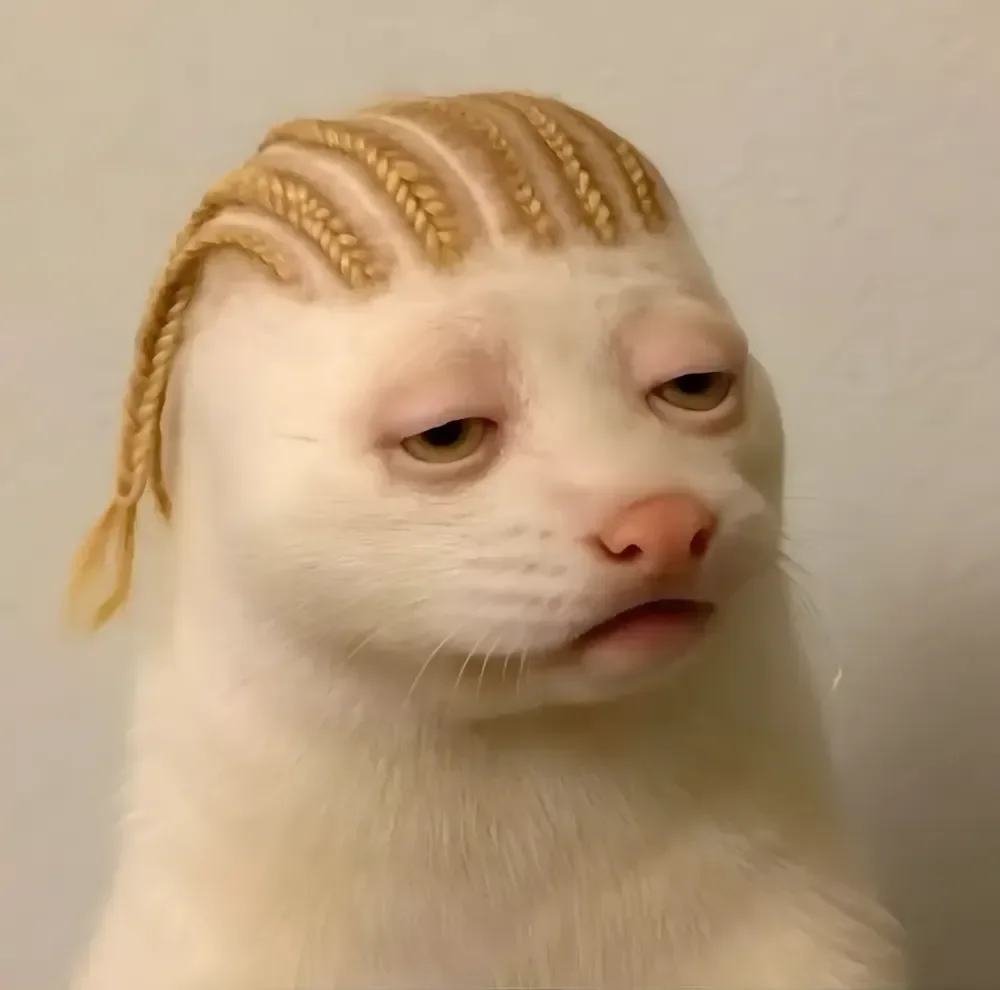 Tuyển Chọn 100+ Ảnh Mèo Meme Bá Đạo Nhất Mạng Xã Hội