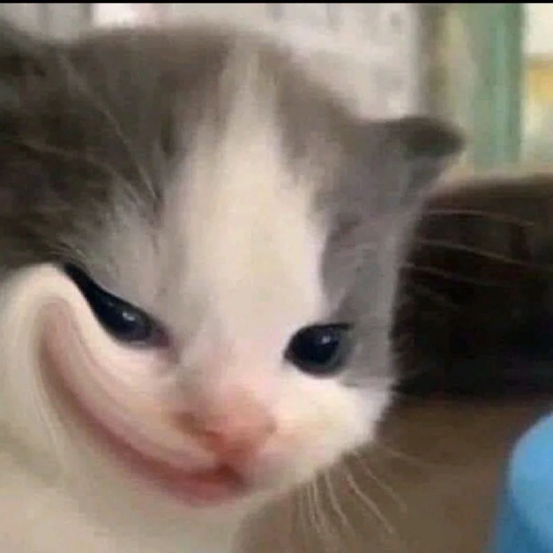 Mèo mặt biến dạng meme