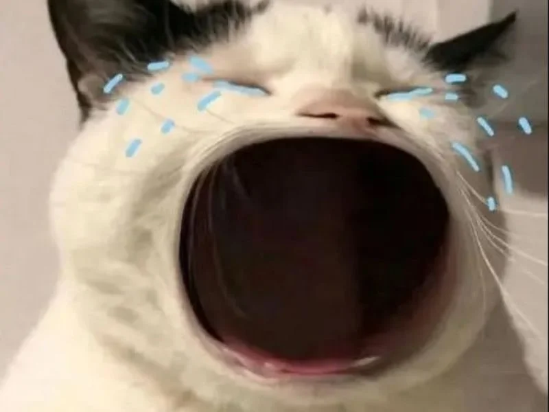 Tổng hợp 101+ ảnh meme mèo bựa, hài hước và đáng yêu