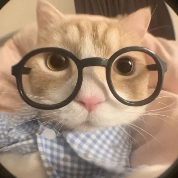 Tải ngay bộ ảnh mèo vô tri meme khiến ai cũng phì cười