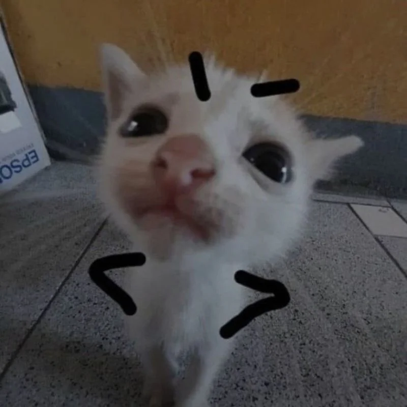 50+ ảnh mèo meme hài hước khiến bạn cười không nhặt được mồm
