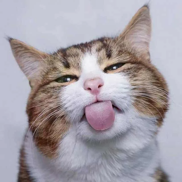 Ảnh meme mèo lè lưỡi trêu tức