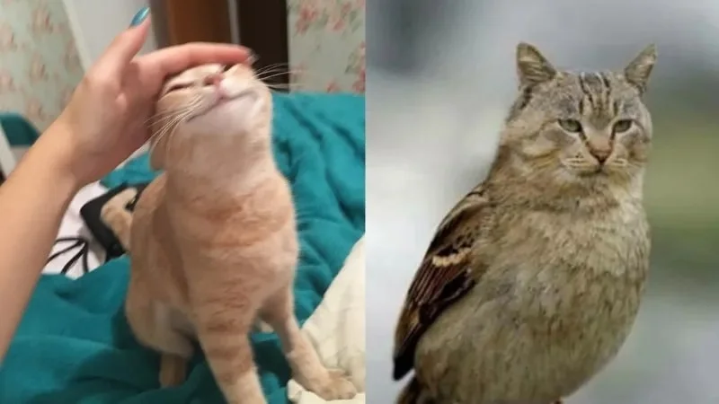 Meme mèo bựa (2)