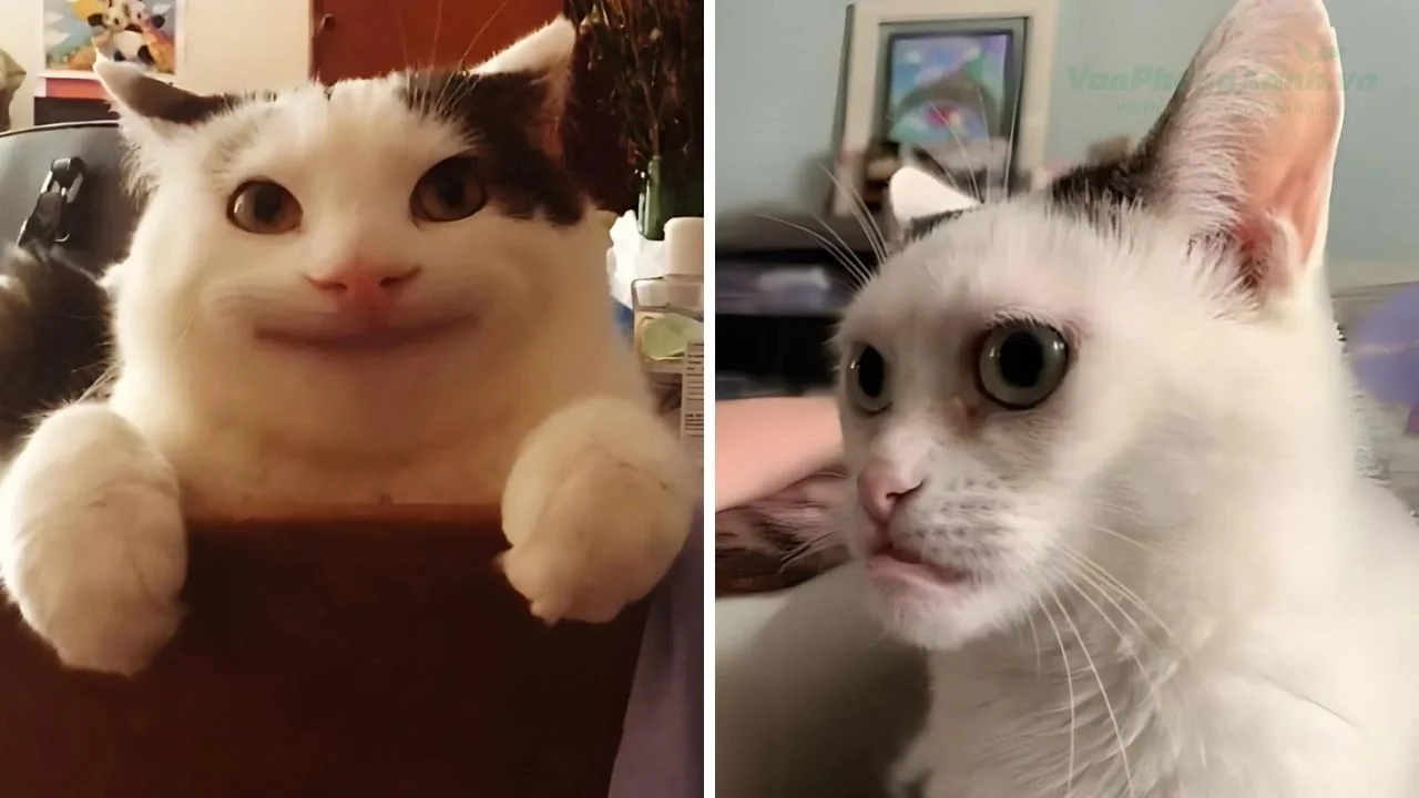 Tổng hợp meme mèo "cười rớt nước mắt" khiến dân mạng phát cuồng - Văn Phòng Xanh
