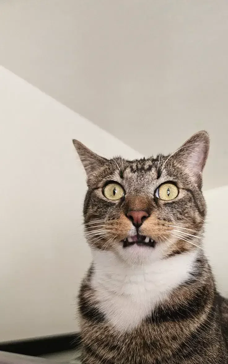 Bộ sưu tập 77 Meme Mèo Sốc, hoảng hốt vui nhộn trước những tình huống bất ngờ