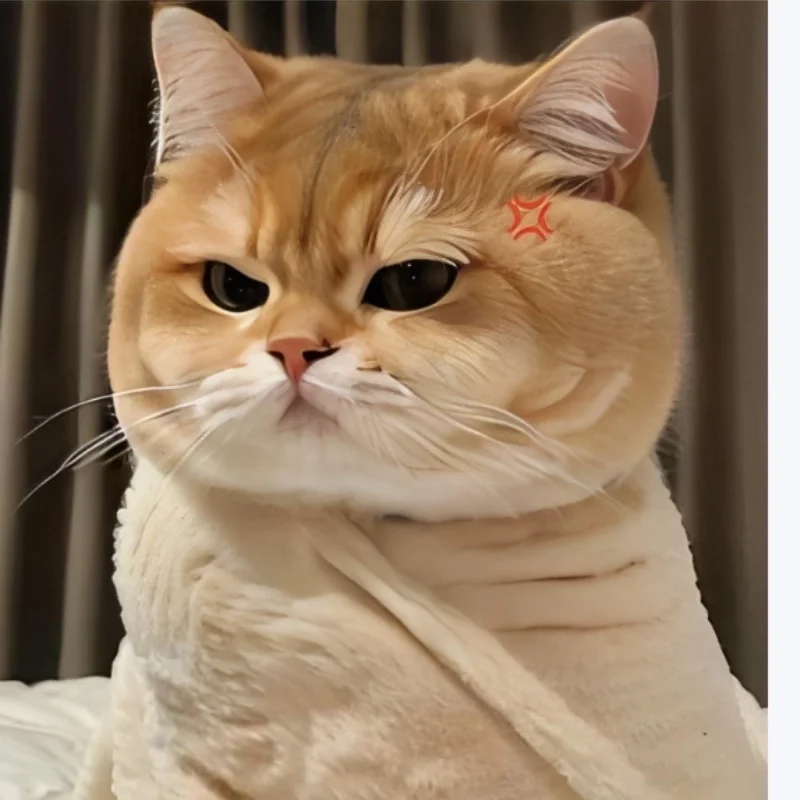 Những ảnh meme mèo cute hot trend mạng xã hội hiện nay
