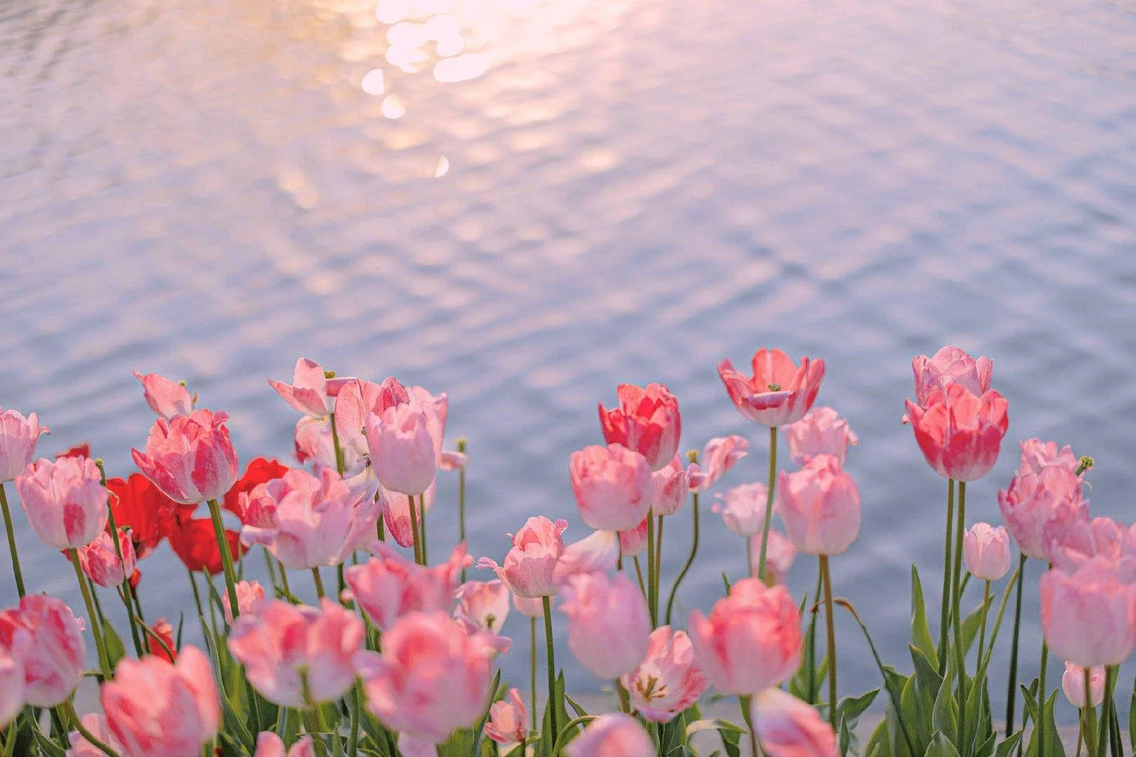 Tulip hồng nhung dưới mặt nước phản chiếu ánh sáng dịu, vườn hoa liễu như yên